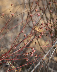 Eriogonum angulosum