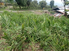 Hedychium coronarium