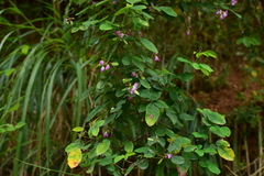 Lespedeza thunbergii