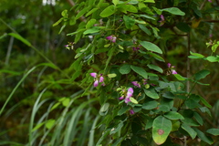 Lespedeza thunbergii
