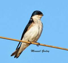 Tachycineta leucopyga