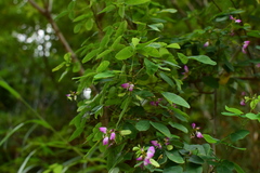 Lespedeza thunbergii