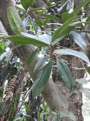 Magnolia grandiflora