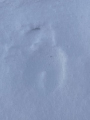 Cervus elaphus elaphus