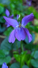 Viola odorata