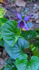 Viola odorata