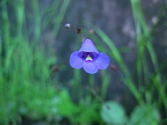 Lindernia thyridostoma