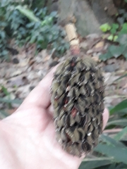 Magnolia grandiflora