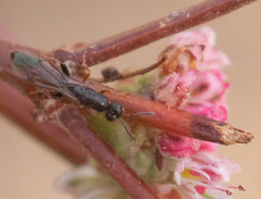 Macrorileya oecanthi