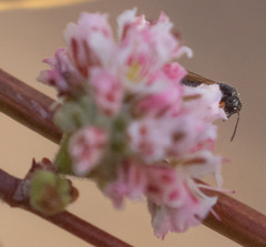 Macrorileya oecanthi