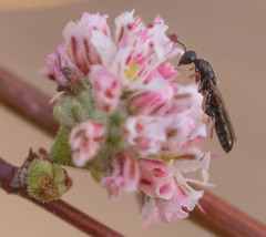 Macrorileya oecanthi