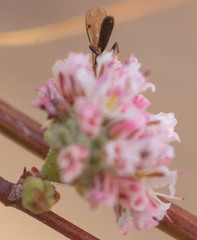 Macrorileya oecanthi