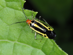 Poecilocapsus lineatus