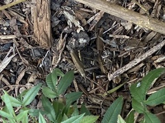 Melanoplus yarrowii