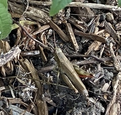 Melanoplus yarrowii