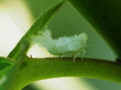 Flatormenis proxima