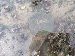 Stichodactyla haddoni