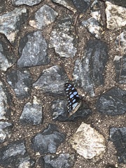 Graphium leonidas