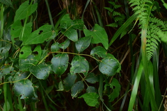 Staphylea japonica