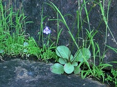 Lindernia thyridostoma