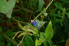 Persicaria perfoliata