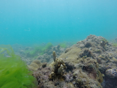 Millepora alcicornis