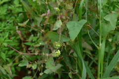 Persicaria perfoliata