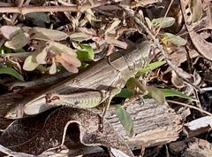 Melanoplus yarrowii