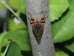 Magicicada cassinii
