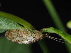 Hemerobius humulinus