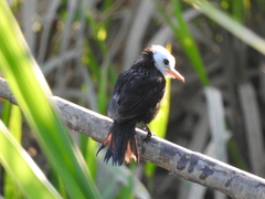 Arundinicola leucocephala