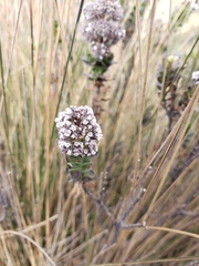 Valeriana