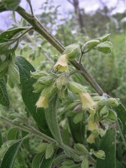 Muniria quadrangulata