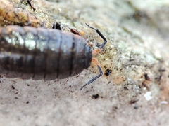 Porcellionides rufocinctus