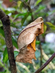 Troides minos
