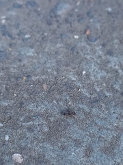 Tetramorium mixtum