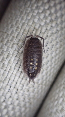 Porcellio ornatus