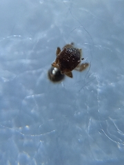 Tetramorium mixtum
