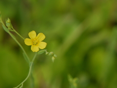 Linum mysorense