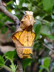 Troides minos