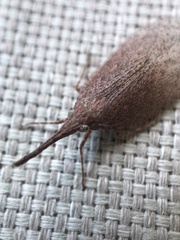 Rentinus dilatatus