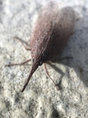 Rentinus dilatatus