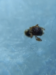 Tetramorium mixtum