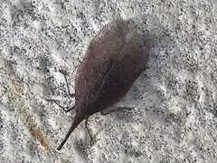 Rentinus dilatatus