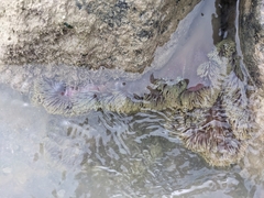 Stichodactyla gigantea