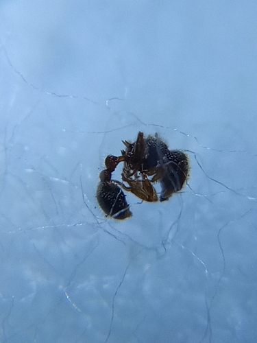 Tetramorium rossi