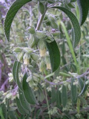 Muniria quadrangulata