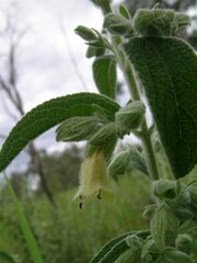 Muniria quadrangulata