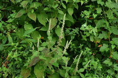 Comanthosphace ningpoensis