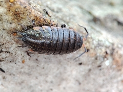 Porcellionides rufocinctus